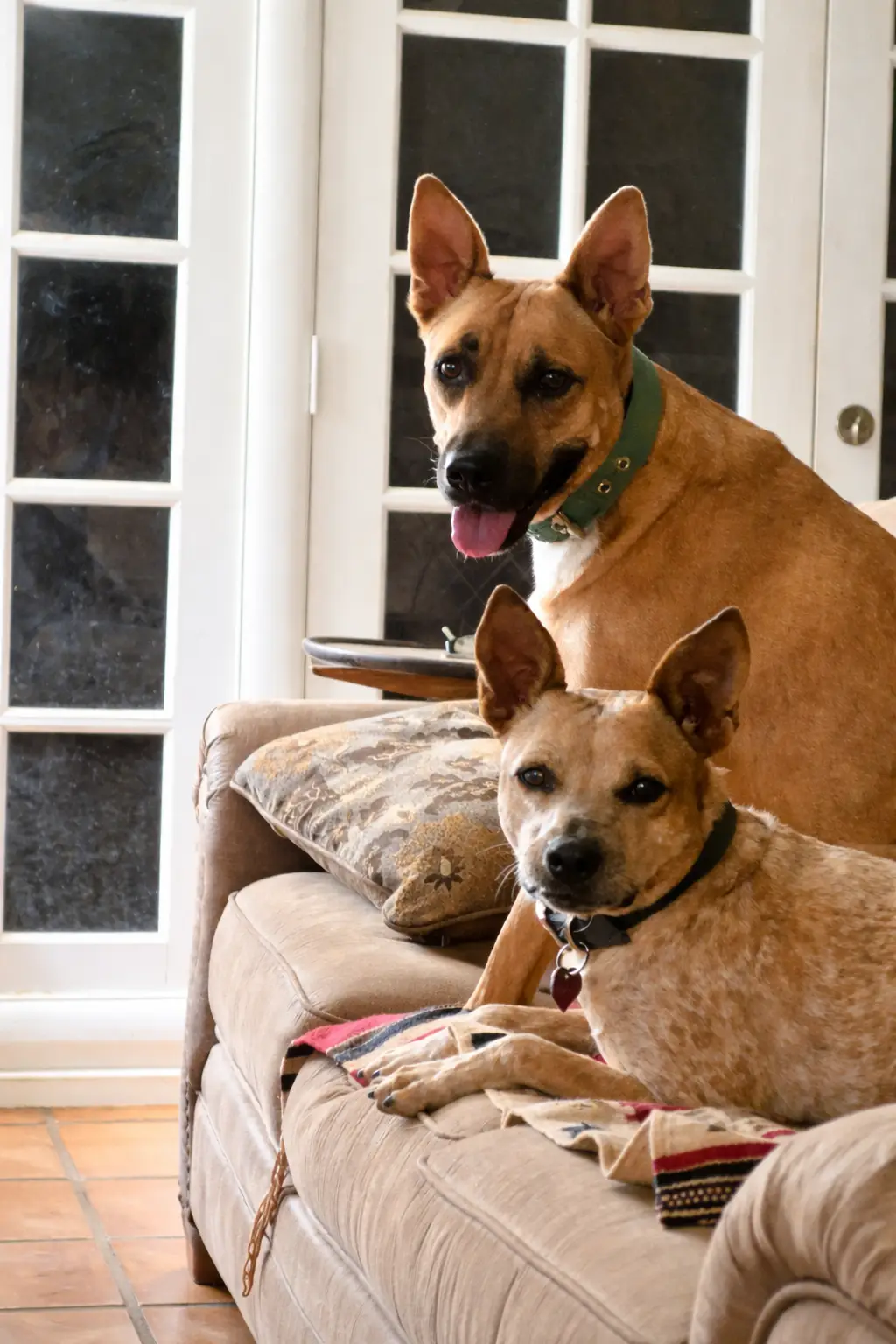 Ardath Albee's lovely dogs